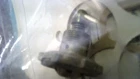 Carburetor Ford Truck 1956-1957 Holley 2 Bbl W/ Spark Control Valve New. Price: $34.95.